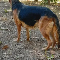 سگ ژرمن شپرت ماده|سگ|کنگاور, |دیوار