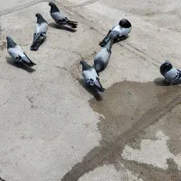 کبوتر سبز