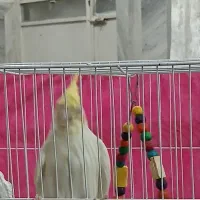 عروس هلندی باقفس