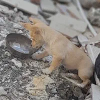 سگ پاکوتاه|سگ|پارسآباد, |دیوار