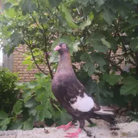 کبوتر سرک ماده