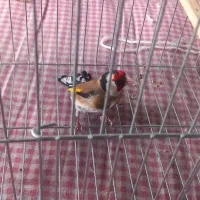 سهره نر|پرنده|مراغه, |دیوار