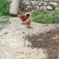 مرغ و خروس