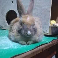 خرگوش میناتوری