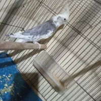 عروس هلندی