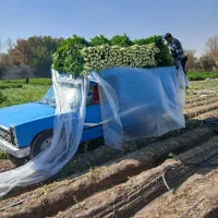 نیسان دیزل ۸۹