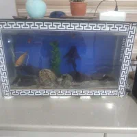 آکواریوم به همراه 5 عدد ماهی