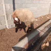 گوسفند افشار بره دار جوان