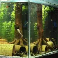 چوب دریف وود جفت کت پوزه بوته ای
