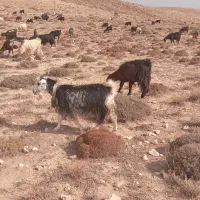 بز داشتی|حیوانات مزرعه|سمنان, |دیوار
