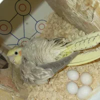 عروس هلندی مولد