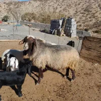 قوچ فروشی داشتی درجه یک