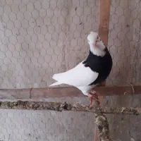 کبوتر طوقی و سار ۸۰۰۰۰۰۰تومان|پرنده|گنبد کاووس, |دیوار