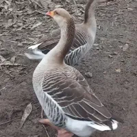 فروش غازمحلی