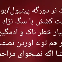 سگ نر دورگه پیتبول|سگ|کرمانشاه, |دیوار