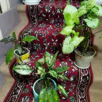 گلدان عمده قیمت قبل