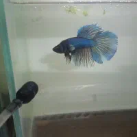 ماهی فایتر به قیمت عمده و ارزان