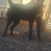 نرقدرجونی یکساله وماده سرابی