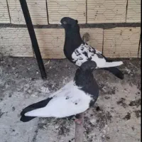 کبوتر سینه‌ای