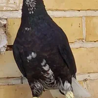 کفتر|پرنده|شیراز, نصرآباد|دیوار
