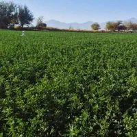 حدود1ونیم سهم اب چاه 40لیتر 15هکتار اجاره