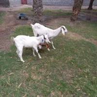 تالی پاکستانی|حیوانات مزرعه|بند زرک, |دیوار