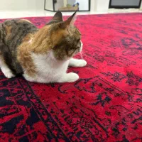 واگذاری گربه|گربه|تهران, دردشت|دیوار