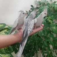 جوجه عروس هلندی|پرنده|خوانسار, |دیوار