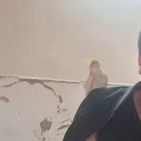 عروس هلندی گم شده