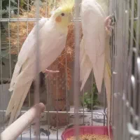 عروس هلندی مولد درجه یک جوجه جمع کن
