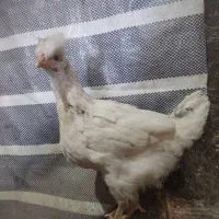 جوجه مرغ گلین