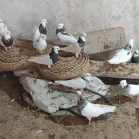 سی تا طوقی|پرنده|برازجان, |دیوار