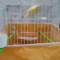 جفت قناری|پرنده|خواف, |دیوار