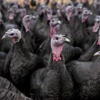 فروش بوقلمون