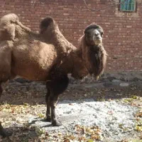 شتر دو کوهان