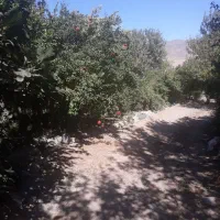 معاوضه باغ انار با پیش خرید خانه در منطقه ۱۴|پیشفروش املاک|قاهان, |دیوار