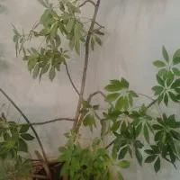 پتوس|گل و گیاه طبیعی|ری, دولت‌آباد|دیوار