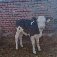 گاو شیری سیمینتال با گوساله|حیوانات مزرعه|چناران, |دیوار