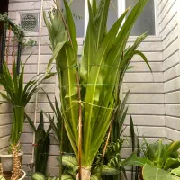 گل اشک ملکه|گل و گیاه طبیعی|مبارکه, |دیوار