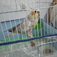 عروس هلندی نر|پرنده|بندرعباس, |دیوار