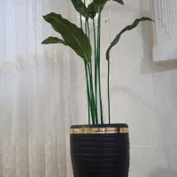 درختچه مصنوعی بزرگ|گل مصنوعی|خرمآباد, |دیوار