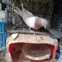 موشو باش