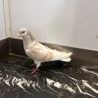 ساده هفت رنگ نر