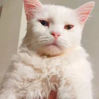 گربه نژاد انگورا|گربه|پرند, فاز ۵|دیوار