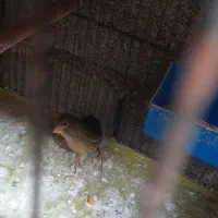 قناری سهره|پرنده|گنبد کاووس, |دیوار