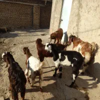 نر بز جوان|حیوانات مزرعه|نوده خاندوز, |دیوار