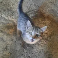 واگذاری بچه گربه|گربه|بازرگان, |دیوار