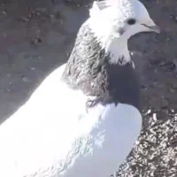 تعدای کبوتر