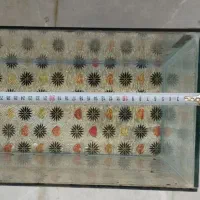 آکواریم نونو|ماهی|خزل, |دیوار