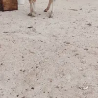 سربندر